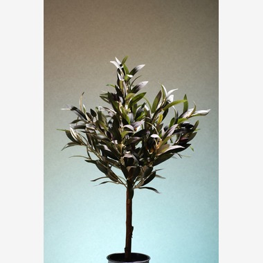 とりる写真室が撮影した「花」の写真