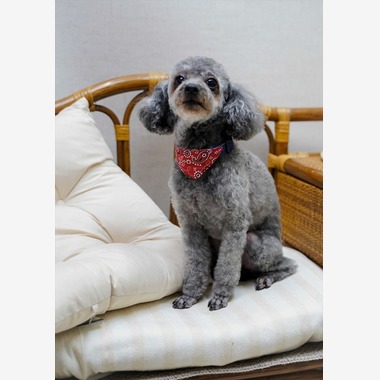 Efu's photographyが撮影した「ペット」の写真