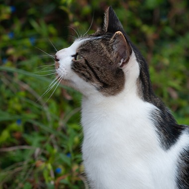 十時写真事務所が撮影した「猫」の写真