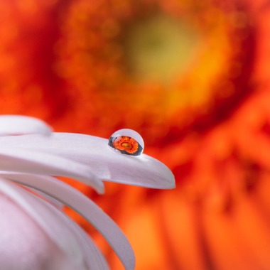 Y’s photo serviceが撮影した「物撮り（花）」の写真