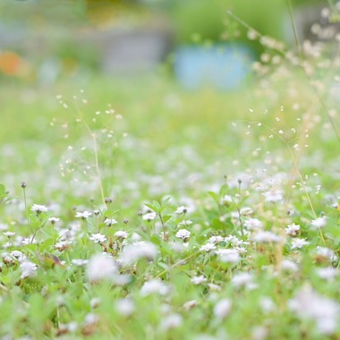 フォトスタジオ　ちっくたっくが撮影した「植物」の写真