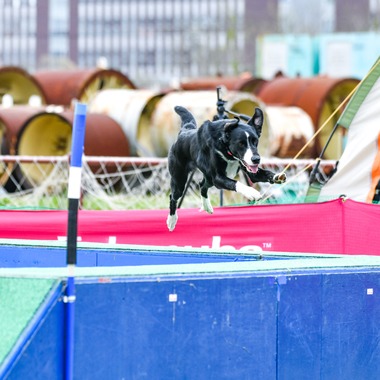 スタジオファンタスが撮影した「ドッグスポーツエクストリーム」の写真