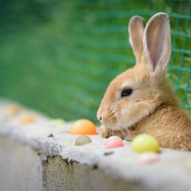 Studio Serowが撮影した「自然・動物」の写真