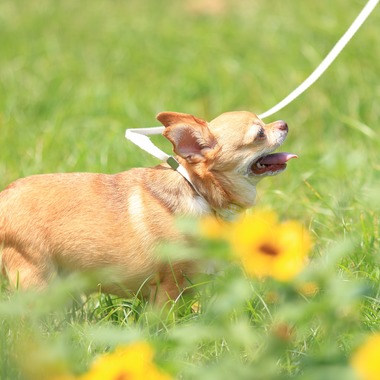 菊原浩司が撮影した「ドッグラン撮影会」の写真