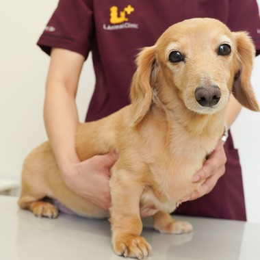 出張撮影くろめっとが撮影した「動物病院例」の写真