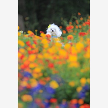 高橋 透（Coo&Sea STUDIO代表）が出張撮影した「大花壇de撮影会／秋＠横浜」の家族写真