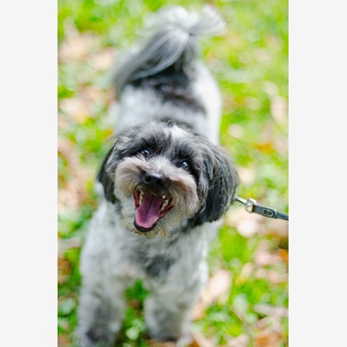 One&Only Photoが撮影した「ペット撮影」の写真