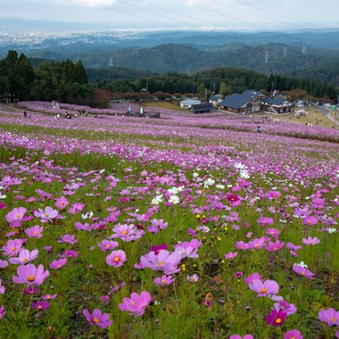 藤井が撮影した「コスモス」の写真