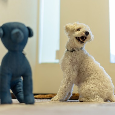 フォトグラフ山王が撮影した「ドッグフォトポートフォリオ」の写真