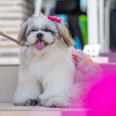 CREATIVE HOUSEが出張撮影した「ペット写真の出張撮影」の家族写真