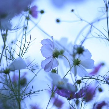 写真屋gonree　阿波根里恵が撮影した「風景写真（コスモス）」の写真