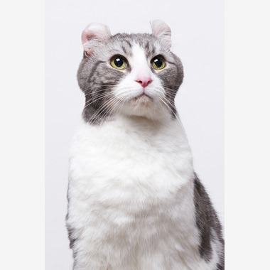 森田寫眞館が撮影した「ペット」の写真