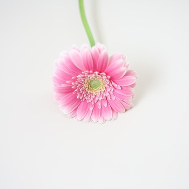 Natsukiが撮影した「花撮影＠自宅」の写真
