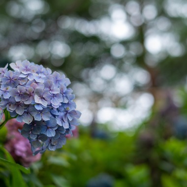 藤井が撮影した「太閤山ランド」の写真