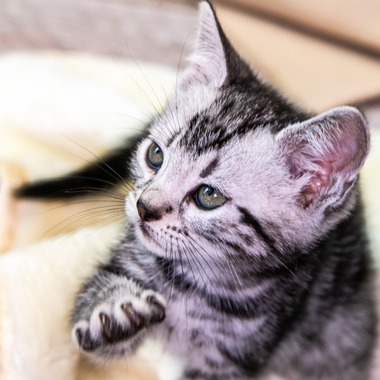 本郷直人が撮影した「ブリーダー」の写真