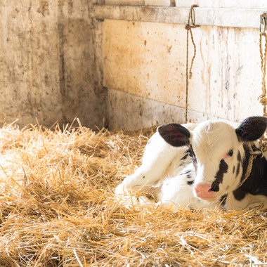 kentarou shimizuが撮影した「- magic realism -」の写真