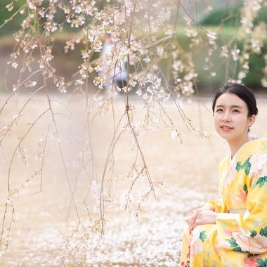 アラタンホヤガが撮影した「着物撮影　桜」の写真