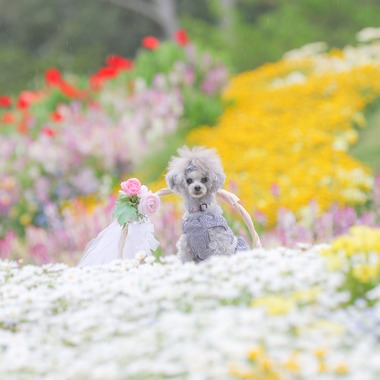 高橋 透（Coo&Sea STUDIO代表）が出張撮影した「大花壇de撮影会／春＠横浜」の家族写真