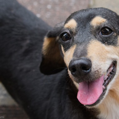 西野耀史 (写真事務所かがやき)が撮影した「ペット撮影」の写真