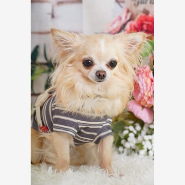 スタジオ　まるが撮影した「ペット撮影」の写真