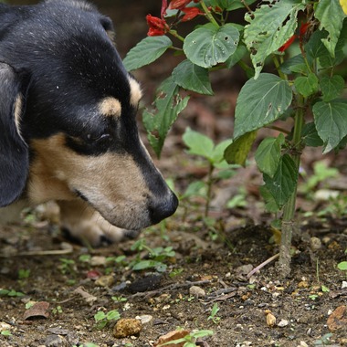 西野耀史 (写真事務所かがやき)が撮影した「ペット撮影」の写真