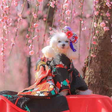 高橋 透（Coo&Sea STUDIO代表）が出張撮影した「梅de撮影会＠小田原」の家族写真