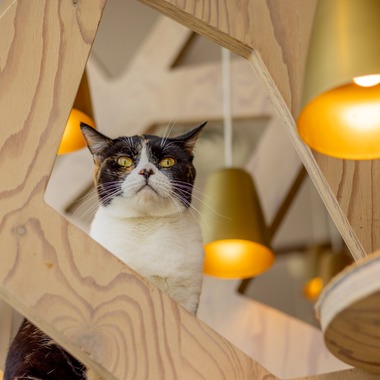 沖山俊樹が撮影した「ペット_20230411_MOCHA原宿」の写真