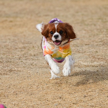河野慈圓が撮影した「ペット撮影」の写真