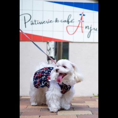 CREATIVE HOUSEが出張撮影した「ペット写真の出張撮影」の家族写真