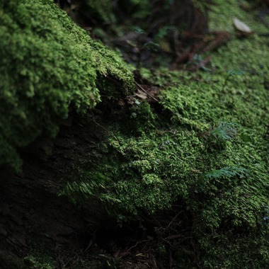 写真屋gonree　阿波根里恵が撮影した「高野山」の写真