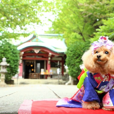 Photographer  Tomoが撮影した「わんちゃん七五三」の写真