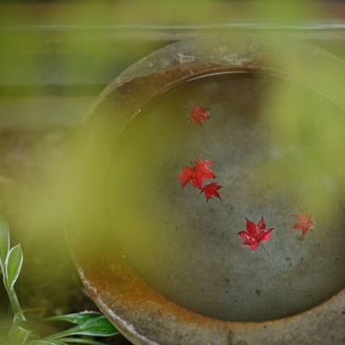 k.uemuraが撮影した「動物・自然」の写真