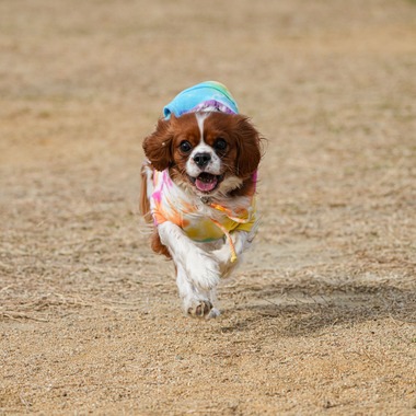 河野慈圓が撮影した「ペット撮影」の写真