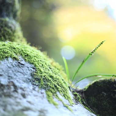 写真屋gonree　阿波根里恵が撮影した「高野山」の写真