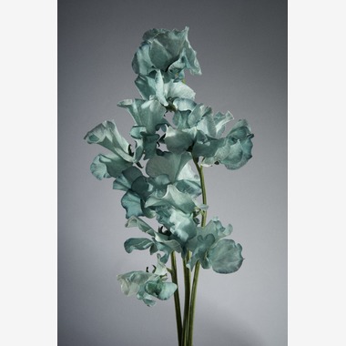 Nishizawa Yamatoが撮影した「Still Life」の写真