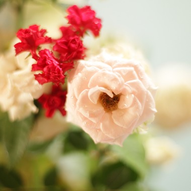 とりる写真室が撮影した「花」の写真