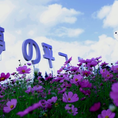 写真屋gonree　阿波根里恵が撮影した「風景写真（コスモス）」の写真