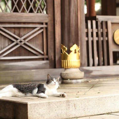 Kan Suzuki  photographyが撮影した「七五三　白金氷川神社」の写真