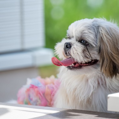 CREATIVE HOUSEが出張撮影した「ペット写真の出張撮影」の家族写真