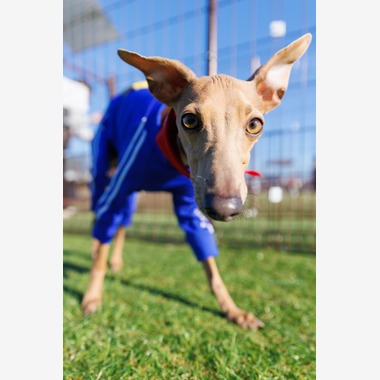 T.Matsumuraが撮影した「ペット」の写真