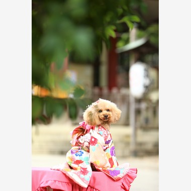 Photographer  Tomoが撮影した「わんちゃん七五三」の写真