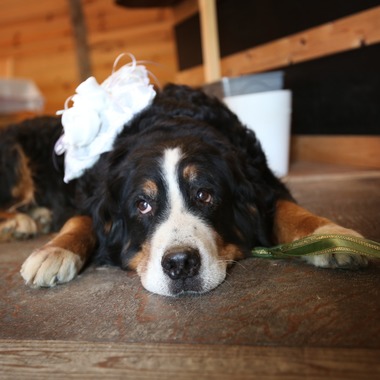 スタジオルクス(古田 麗)が撮影した「広島フォト」の写真