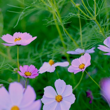 写真屋gonree　阿波根里恵が撮影した「風景写真（コスモス）」の写真