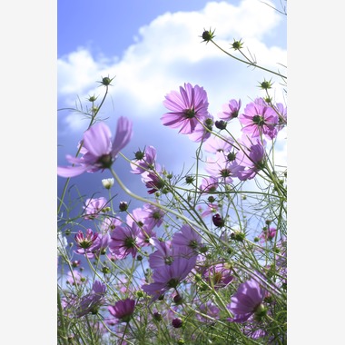 写真屋gonree　阿波根里恵が撮影した「風景写真（コスモス）」の写真