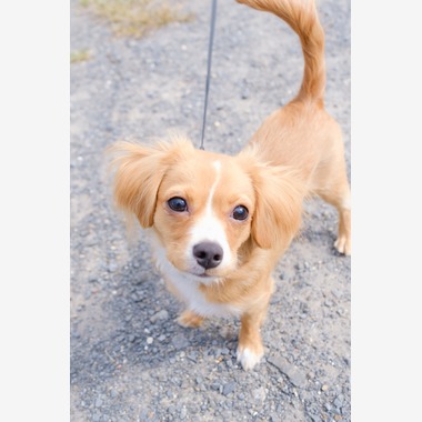 高夏写真店が出張撮影した「家族写真の撮影」の家族写真