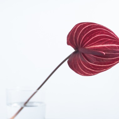 Photo taken by Nakamura Photo Works - 