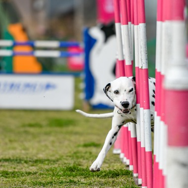 スタジオファンタスが撮影した「ドッグスポーツエクストリーム」の写真