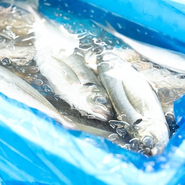 Photography_KanaUが撮影した「魚屋（豊洲市場）」の写真