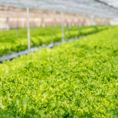 早川麗華が撮影した「企業向け/HP・広告使用写真」の写真