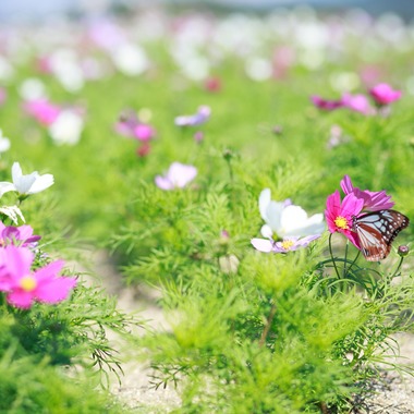 k.uemuraが撮影した「動物・自然」の写真